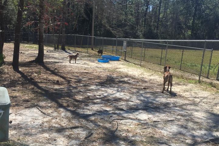 Pet Friendly Zollie Young Dog Park