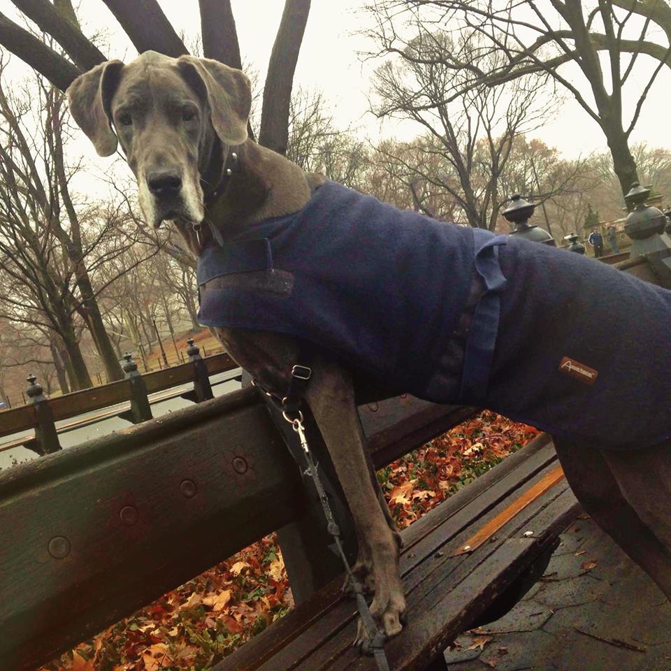 Staten island hot sale dog walker