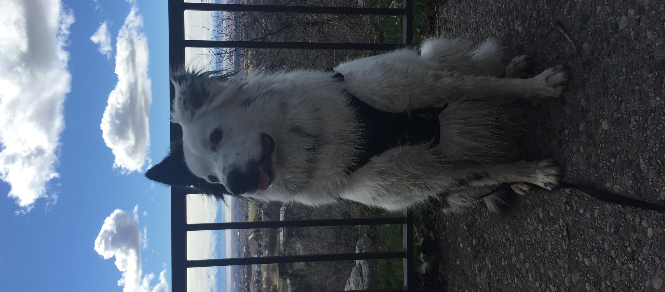 Dog Friendly Layton, UT