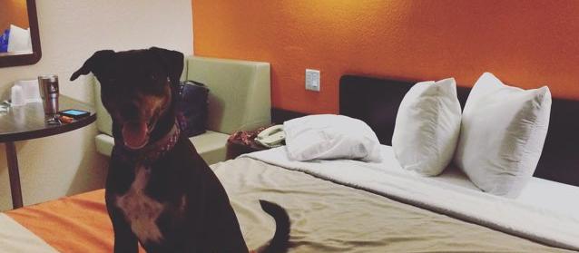 Dog Friendly Kingsland, GA