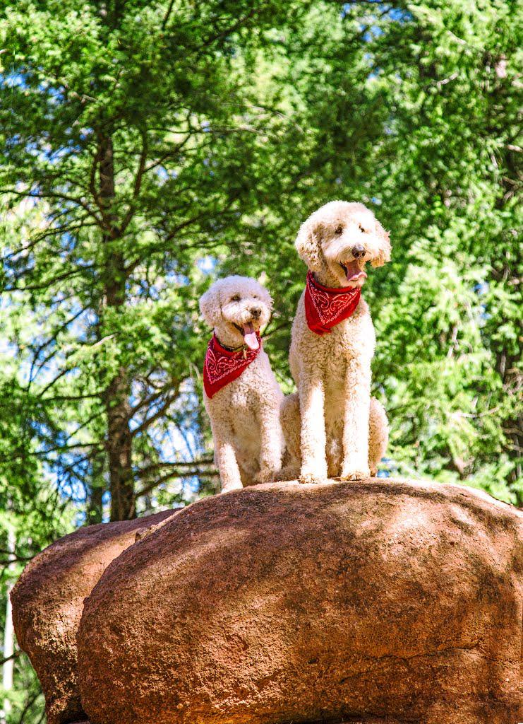 Pet Friendly Red Rocks Trail #708
