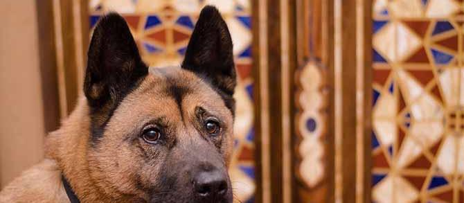 Pet Angel Irina photographed dog Maya while provided pet care services for her. Her Dog Parents went out for dining and needed a dog sitter. Pet Angel Irina photographed dog Maya while provided pet care services for her. Her Dog Parents went out for dining and needed a dog sitter.