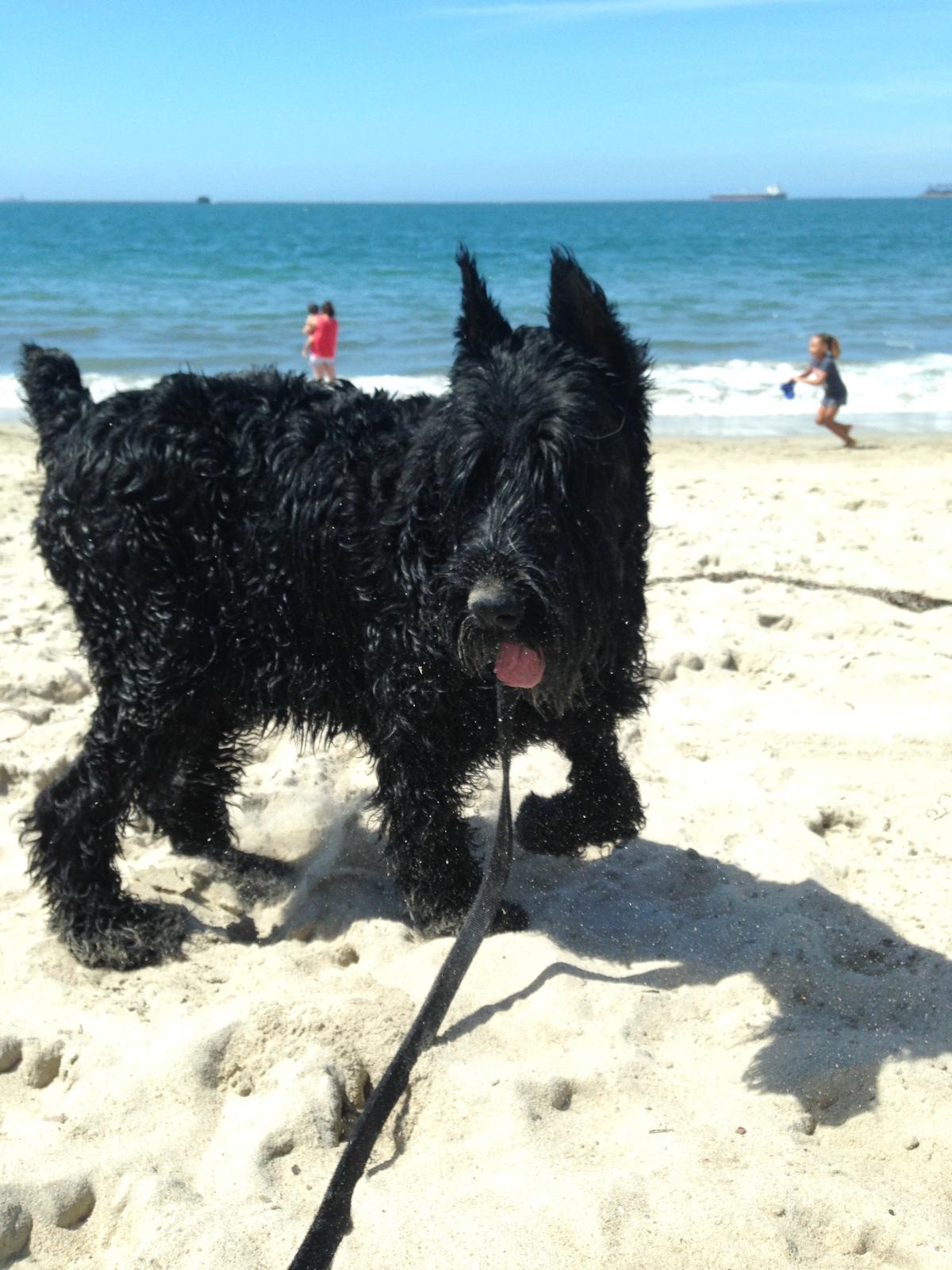 Our Giant Schnauzer at Rosie's Dog Beach