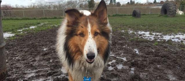 It can get a *bit muddy in the winter! It can get a *bit muddy in the winter!