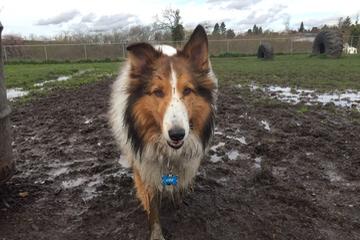 Off Leash Dog Parks In Tigard Or Bringfido