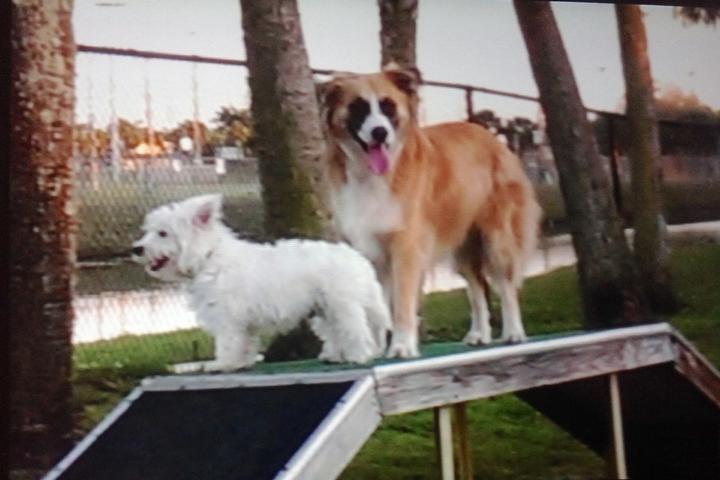 Pet Friendly Happy Tails Dog Park at Seminole Park