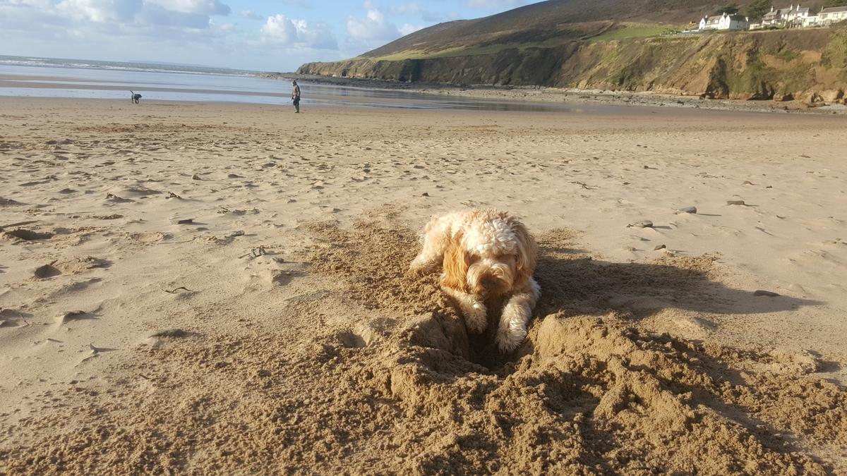 saunton sands cottages with dogs
