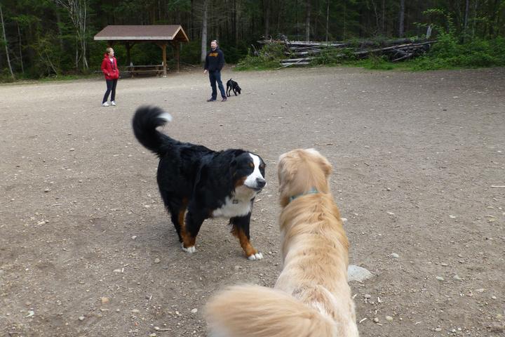 Pet Friendly Rotary Bark Park