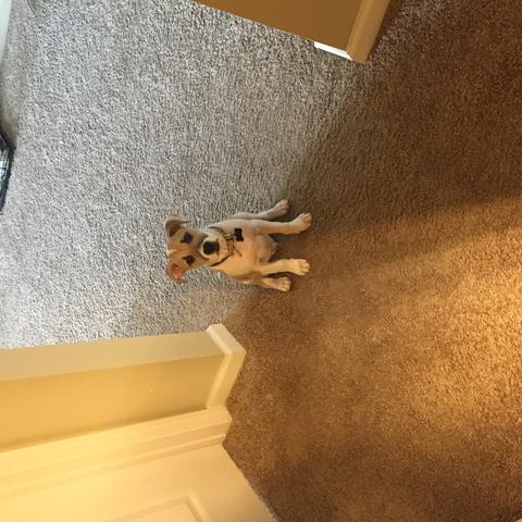 Dog Friendly Louisiana