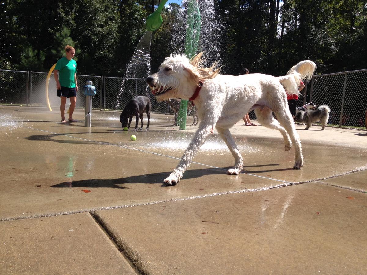 Cooling off in the Dog Days of Summer