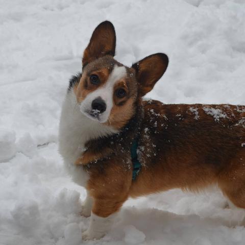 Dog Friendly Parks In Little Rock Ar Dog Friendly Parks In Little Rock Ar
