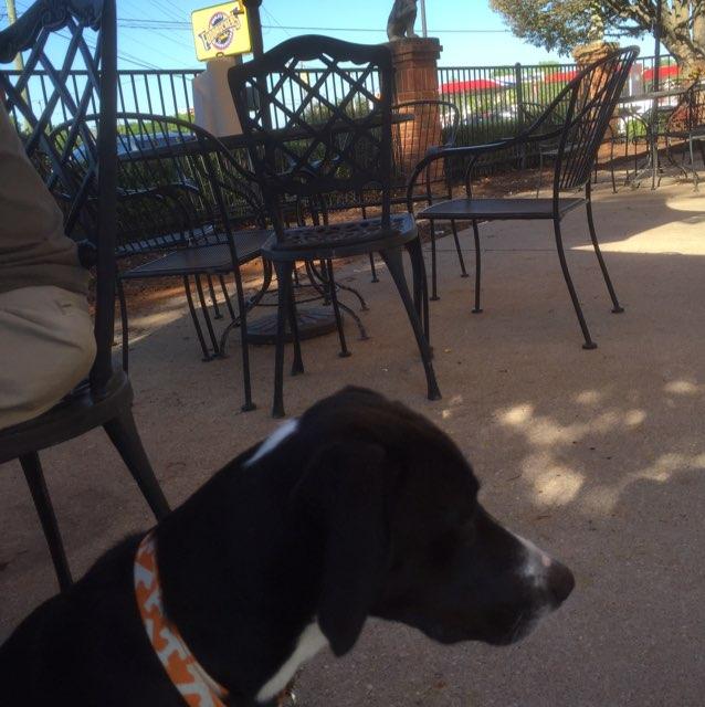 Dog Friendly Spartanburg, SC