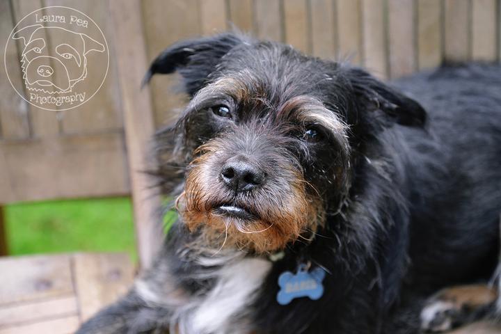 Directory of Pet Businesses in East Setauket, NY - BringFido Directory of Pet Businesses in East Setauket, NY - BringFido