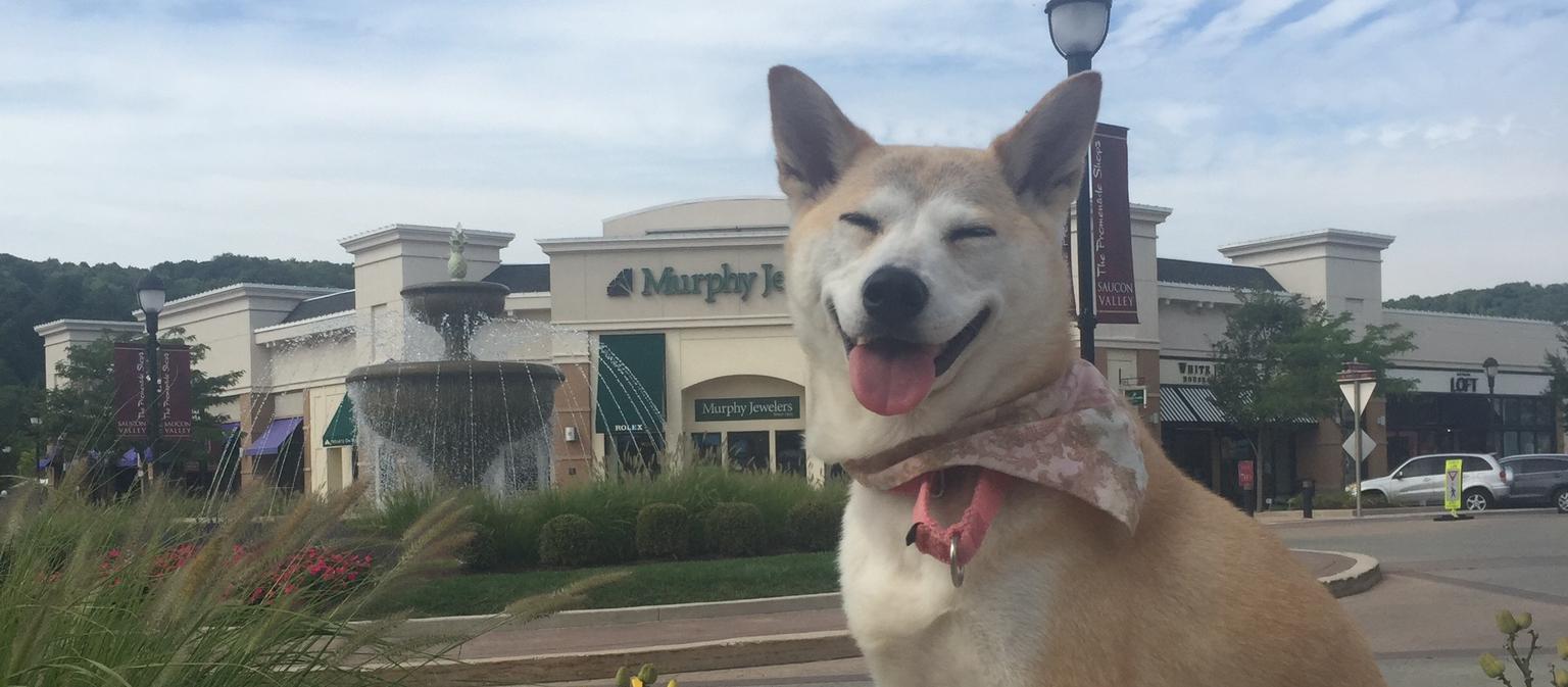 Shiba inu at the Saucon Valley Promenade Shops Shiba inu at the Saucon Valley Promenade Shops