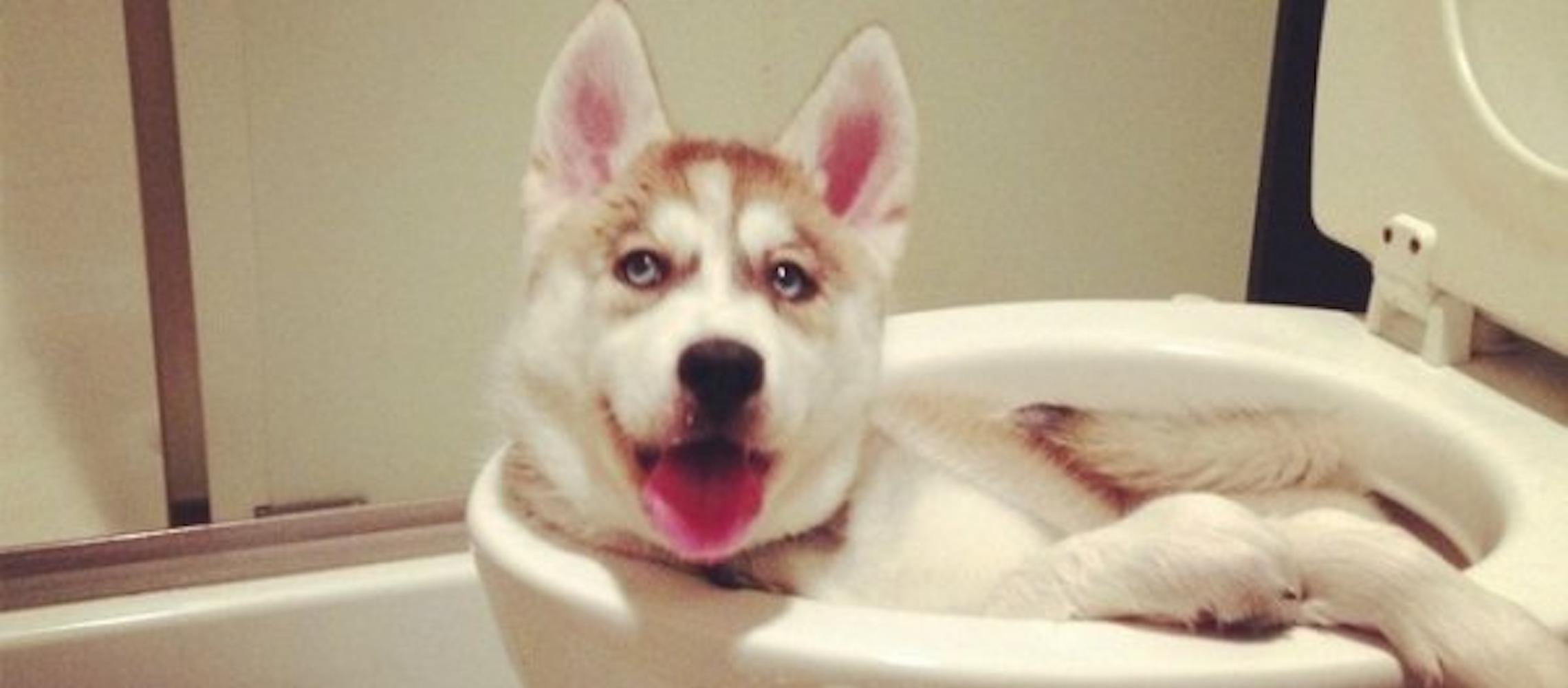 Dog Friendly West Allis, WI