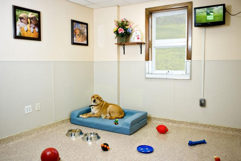 Directory Of Doggie Daycare Boarding In Jackson Nj Bringfido