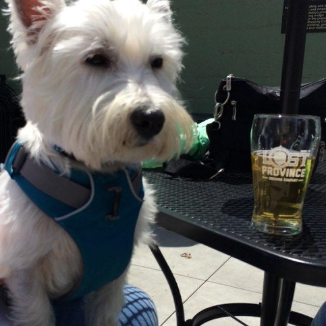 Dog Friendly Restaurants In Boone Nc Dog Friendly Restaurants In Boone Nc