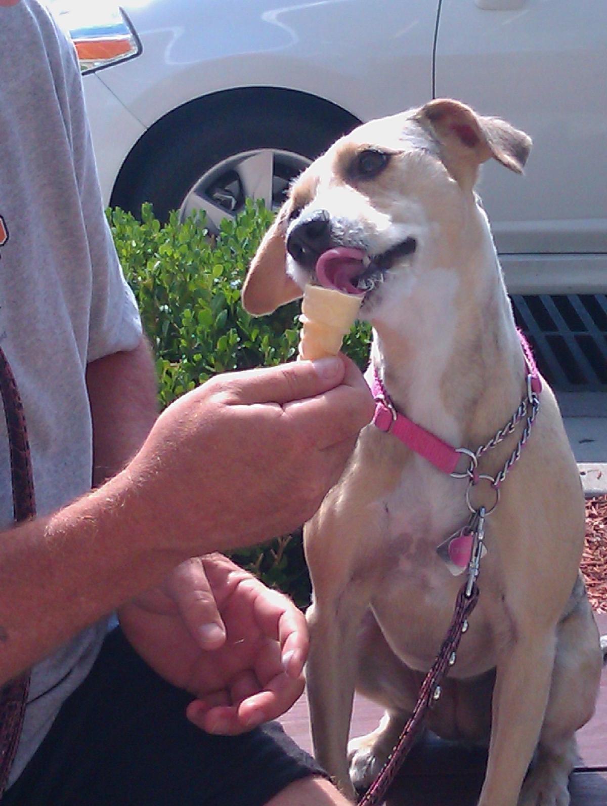 frozen custard for dogs