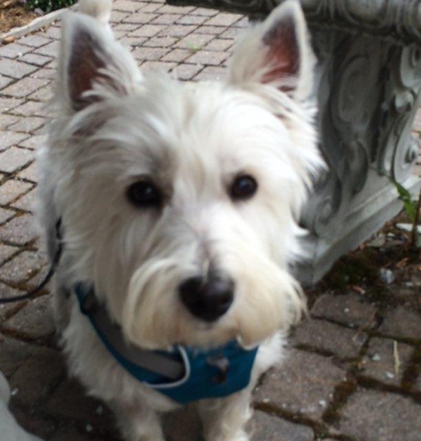 Dog Friendly American Restaurants In Boone Nc Bringfido