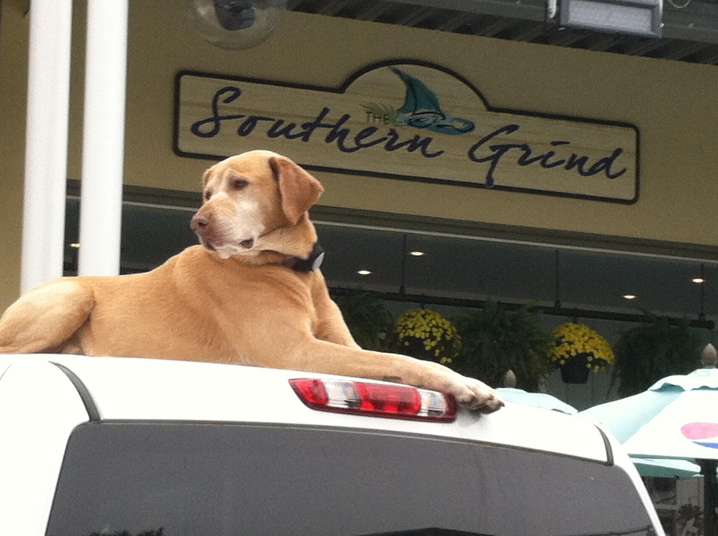 Pet Friendly The Southern Grind Coffee House