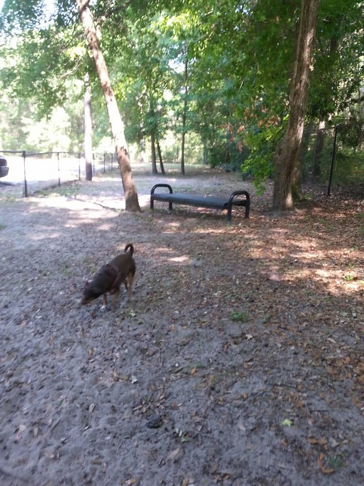 a day at the Dog Park