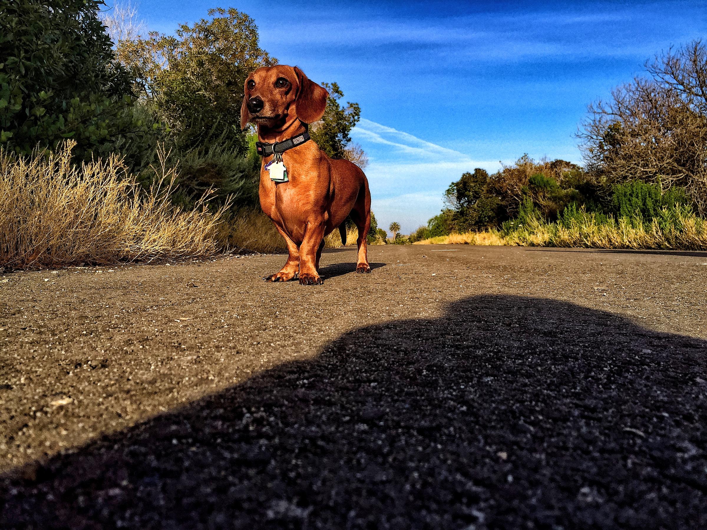 Pet Friendly Aniso Trail from El Capitan State Beach to Refugio State Beach