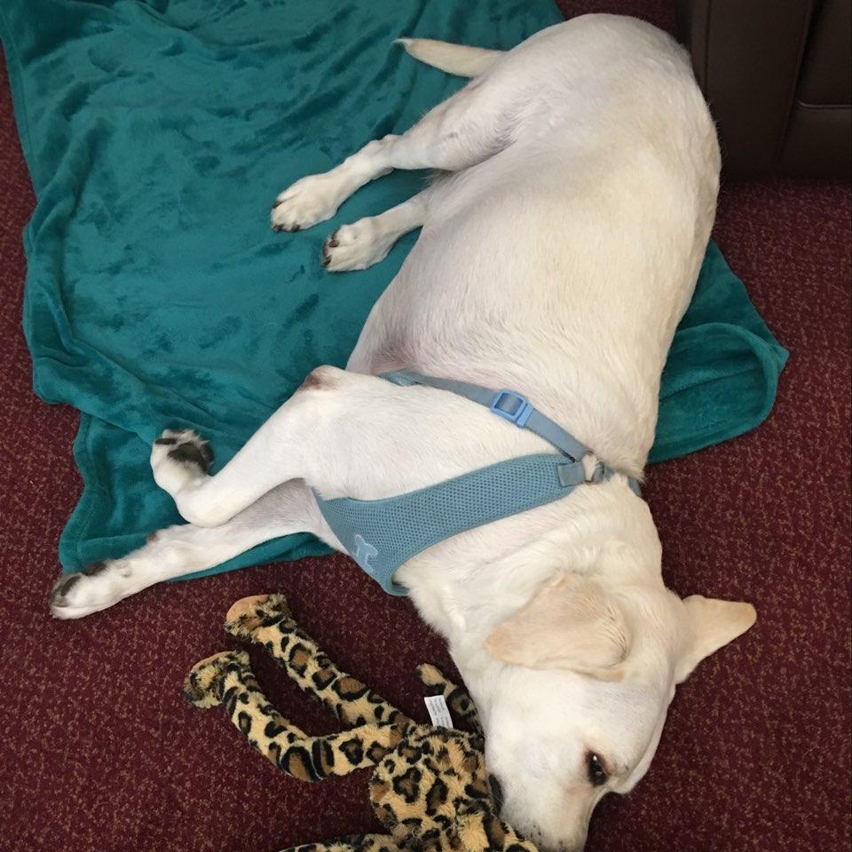 angus enjoy candle wood suites