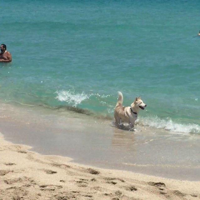 are dogs allowed at haulover beach