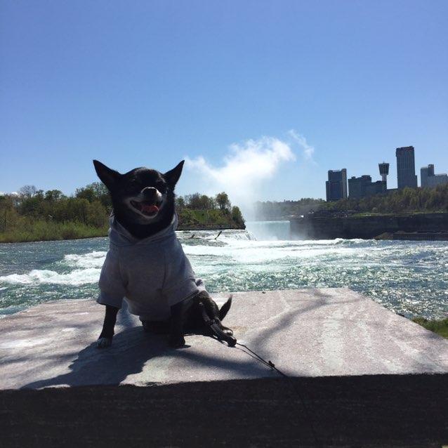 are dogs allowed in niagara falls state park