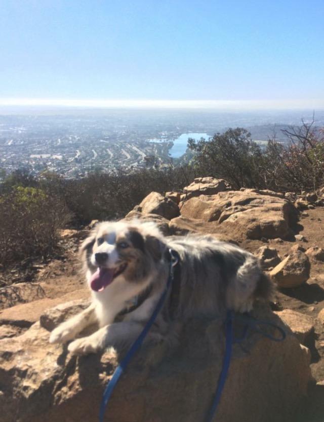 are dogs allowed at cowles mountain