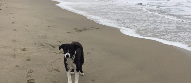 Dog Friendly Moss Landing, CA