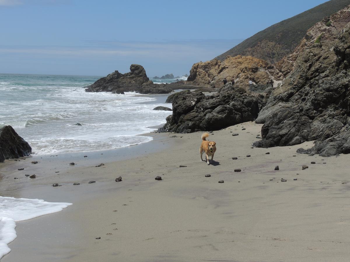 Dog Beach  leash free ⋆ BringFido