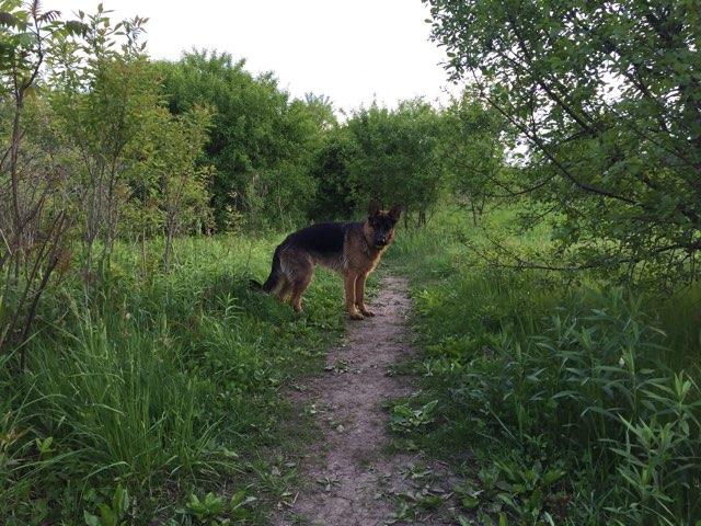 east branch off leash dog park
