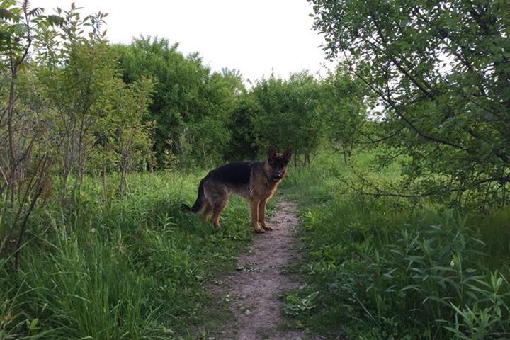 Pet Friendly East Branch Forest Preserve Off Leash Dog Area