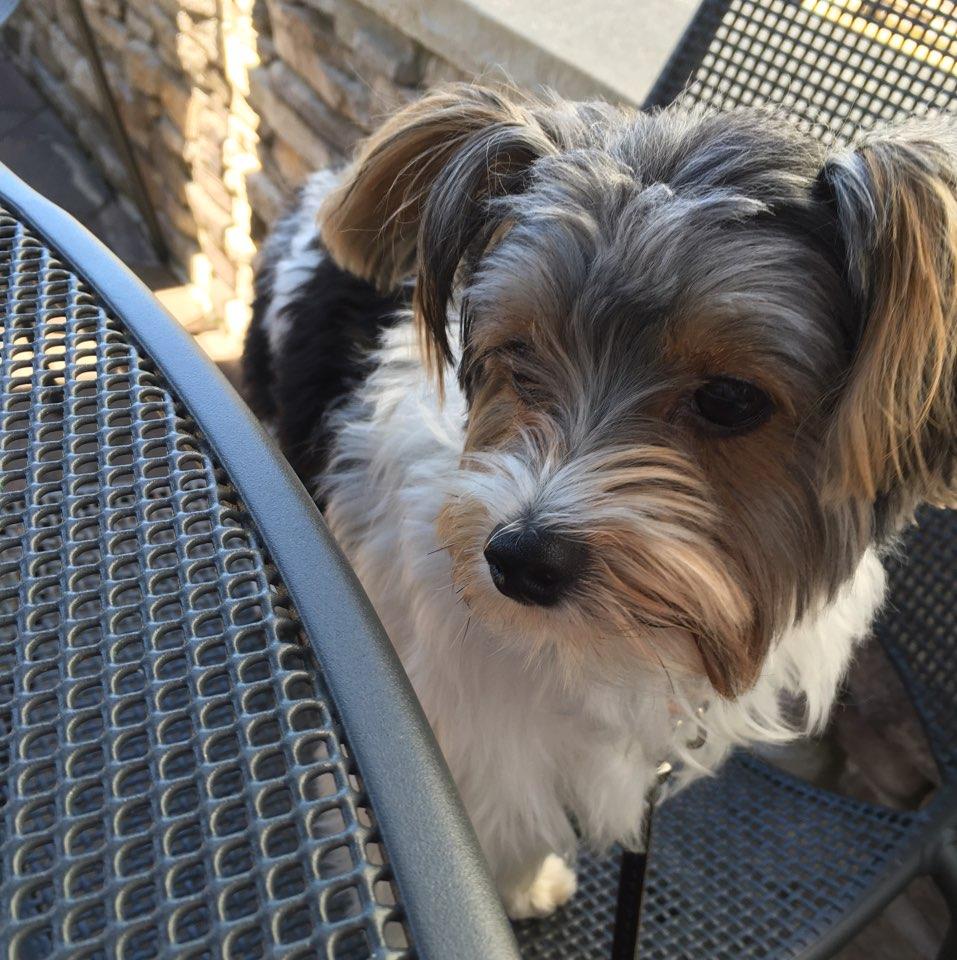 Dog Friendly New Buffalo Mi Bringfido
