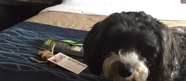 Dog Friendly Saint Thomas, ON