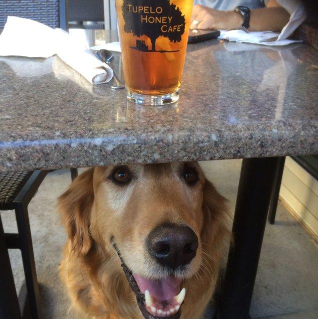 Tupelo Honey Cafe Is Pet Friendly