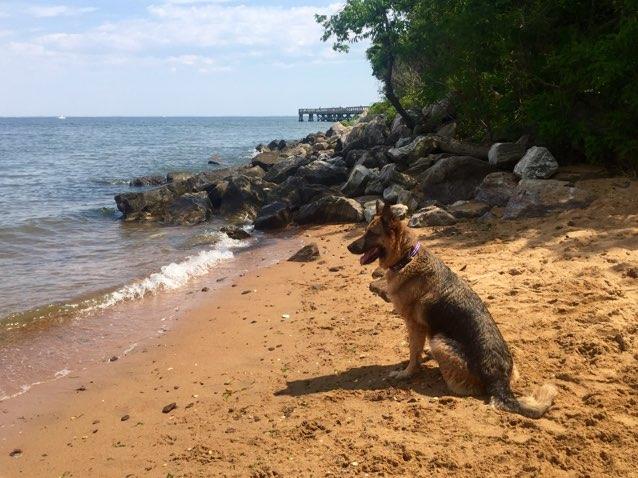 Discovering Downs Park Dog Beach: A Pet-Friendly Haven