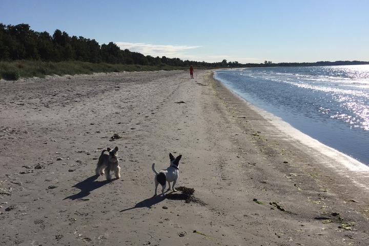 Pet Friendly Skateholm Beach