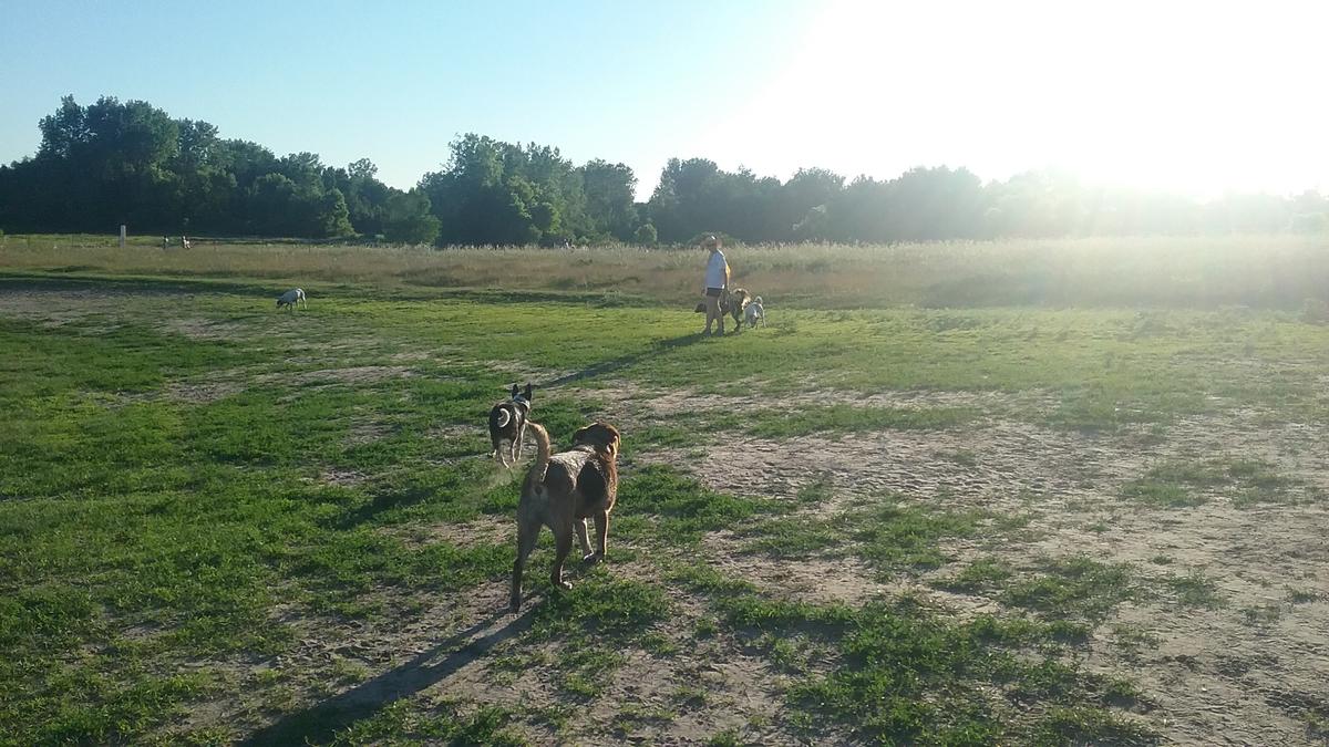 Rice Creek Off Leash Dog Area