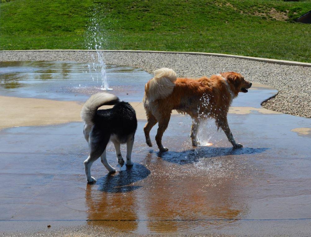 Pet Friendly Heritage Trail Dog Park