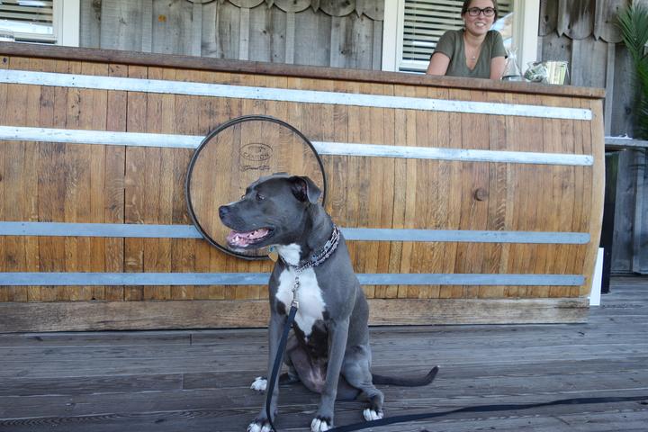 Pet Friendly Cape May Winery & Vineyard
