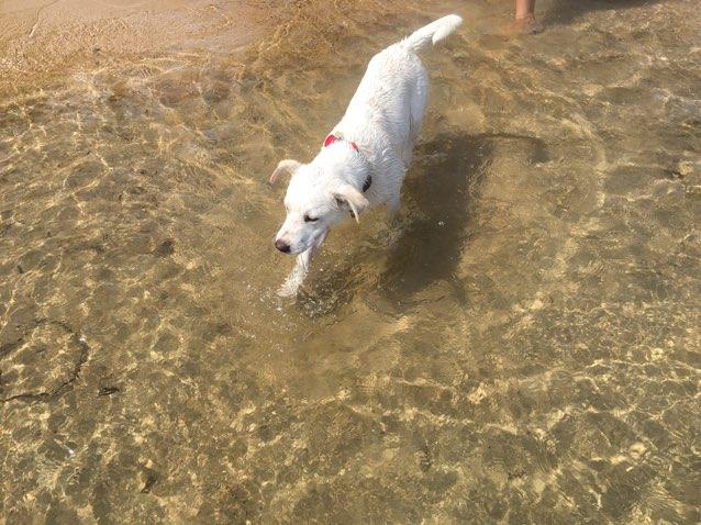 are dogs allowed at sandpoint city beach