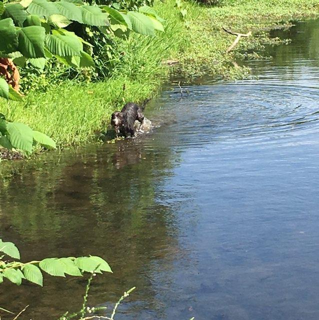 Dog Friendly Activities In Fayetteville Ar Bringfido