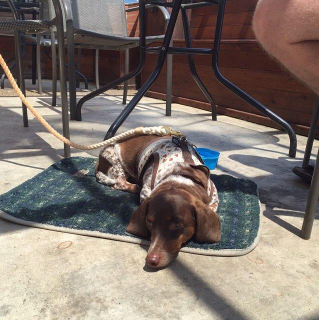 Pet Friendly Amy's Cafe