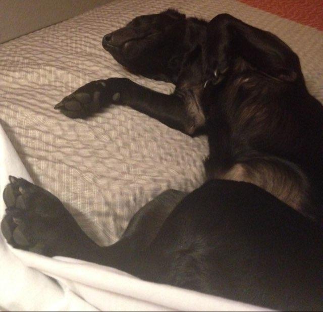 Dog Friendly Carpinteria Ca