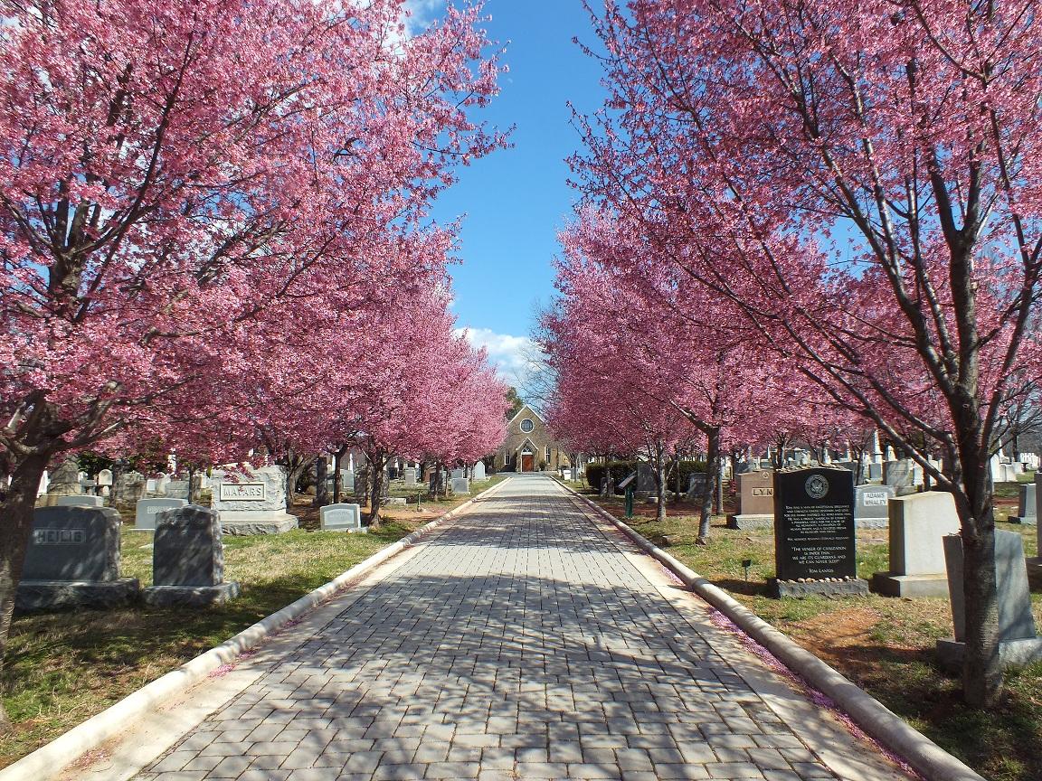 Pet Friendly Congressional Cemetery Dog Walkers