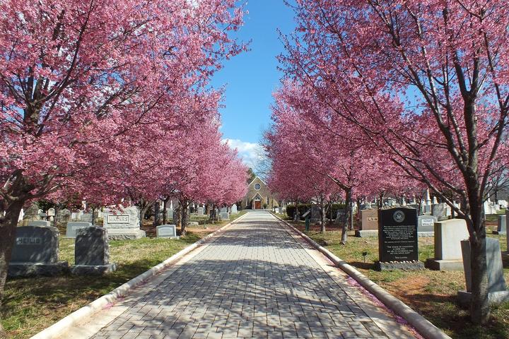 Pet Friendly Congressional Cemetery Dog Walkers