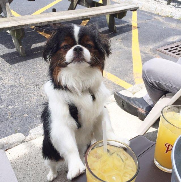 Dog Friendly Restaurants in Sussex NJ BringFido