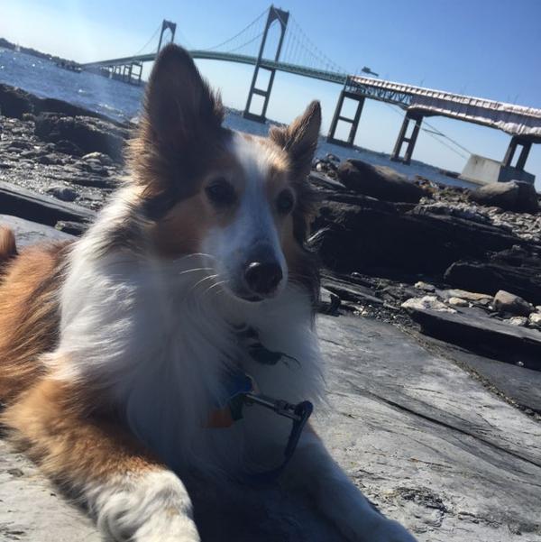 Dog Friendly Rhode Island